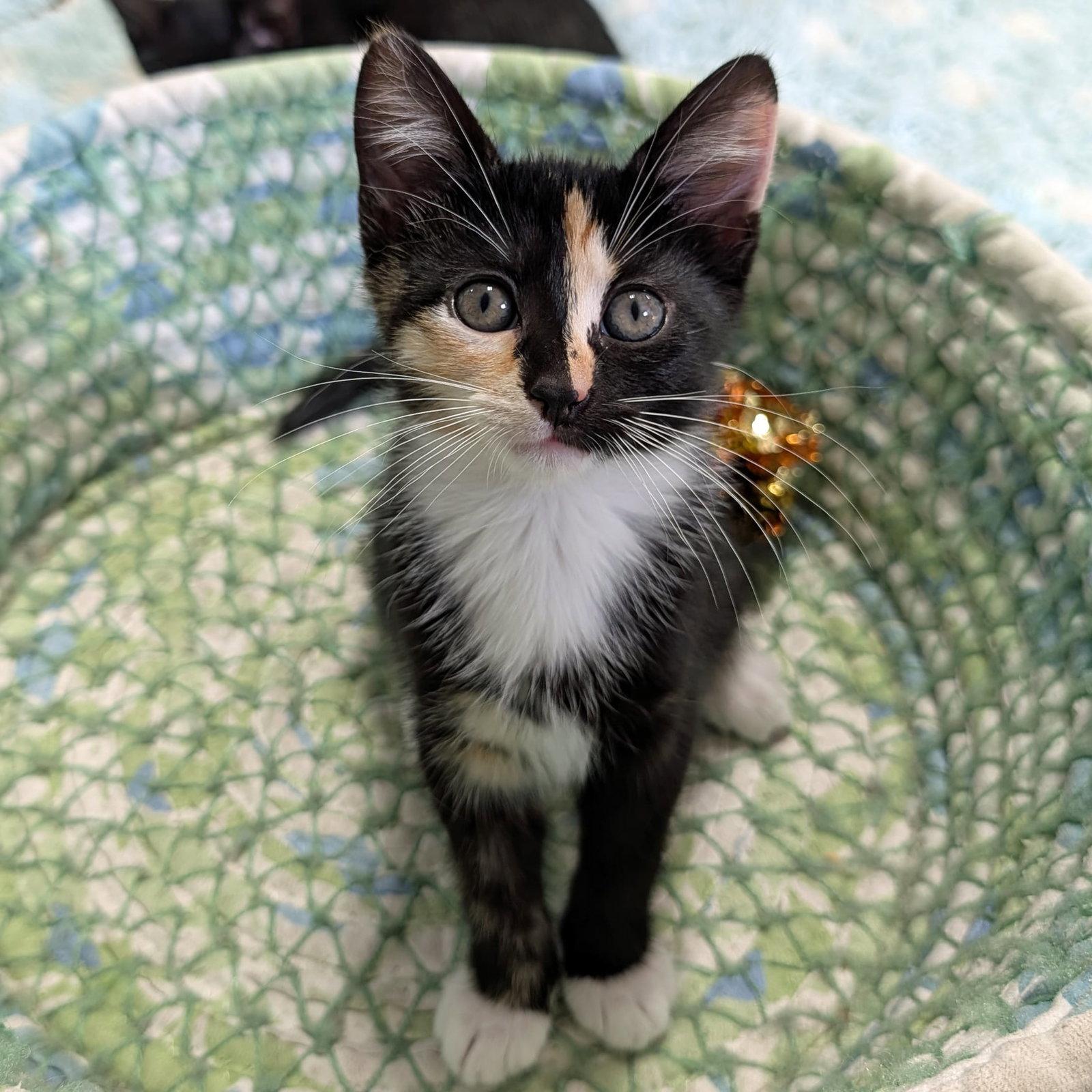 Enlarge CASSANDRA, a Adopted Calico in Capshaw, AL image 2/3