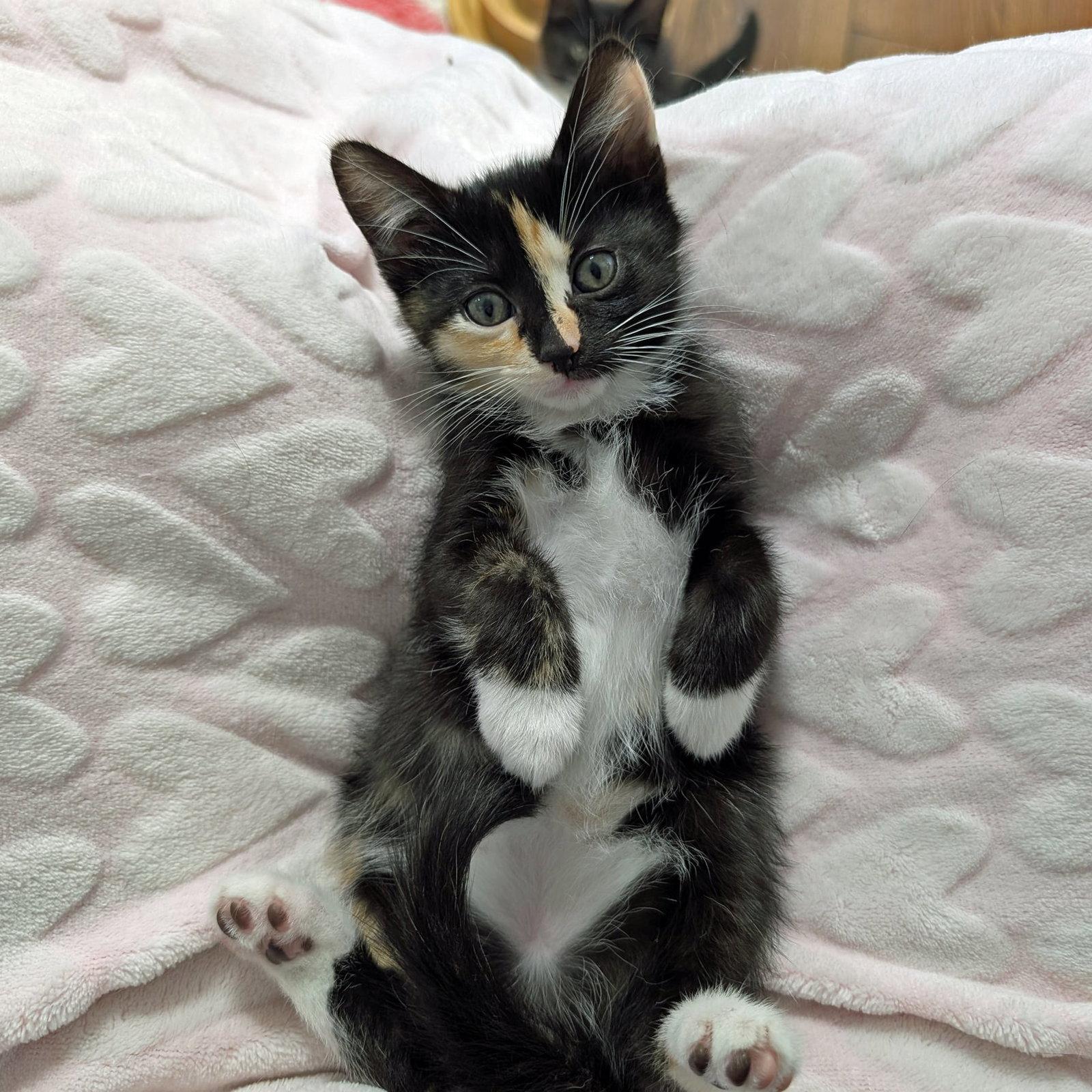 Enlarge CASSANDRA, a Adopted Calico in Capshaw, AL image 3/3