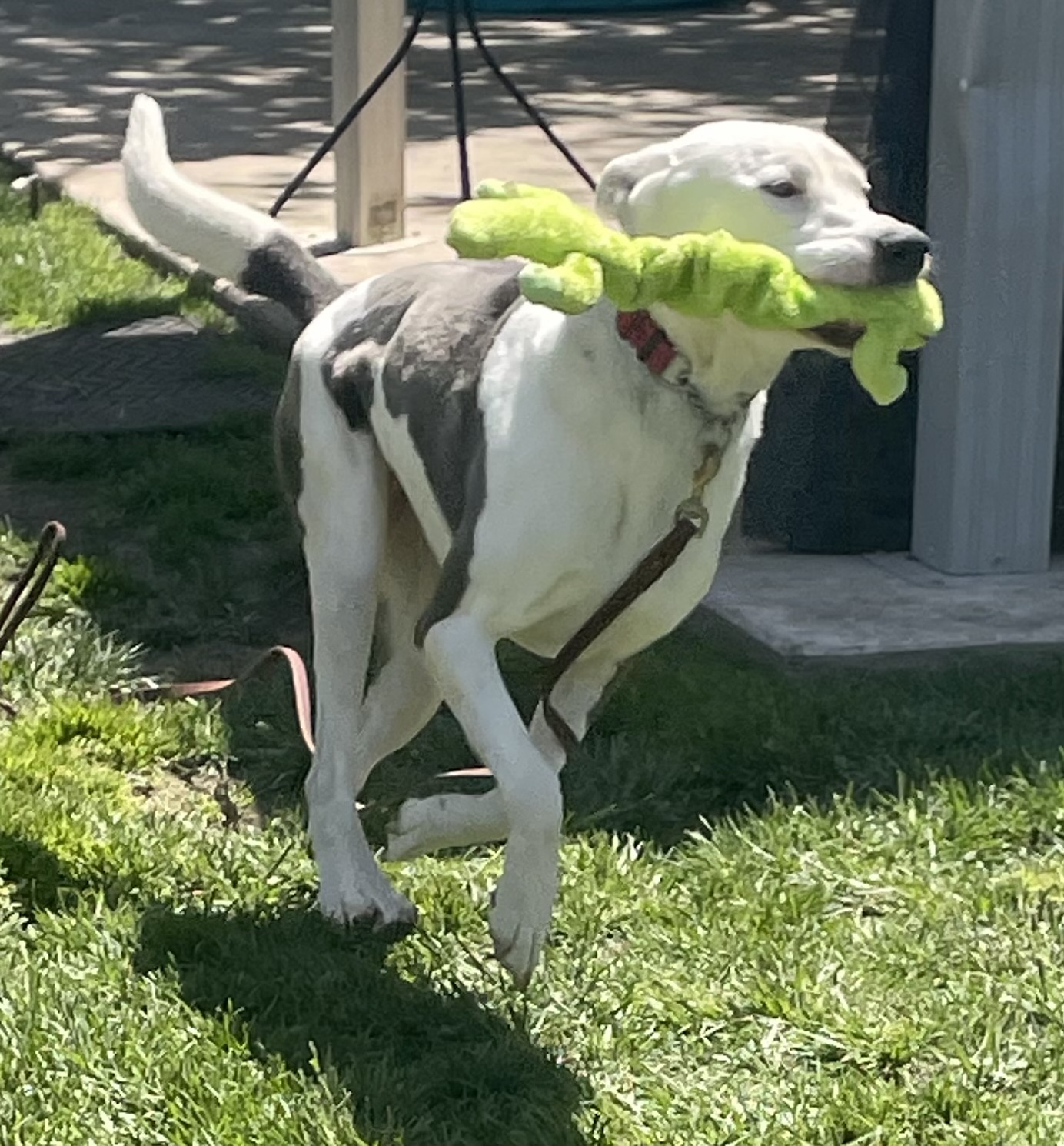 Nikita, a Adoptable mixed breed in Lodi, CA image 5/8