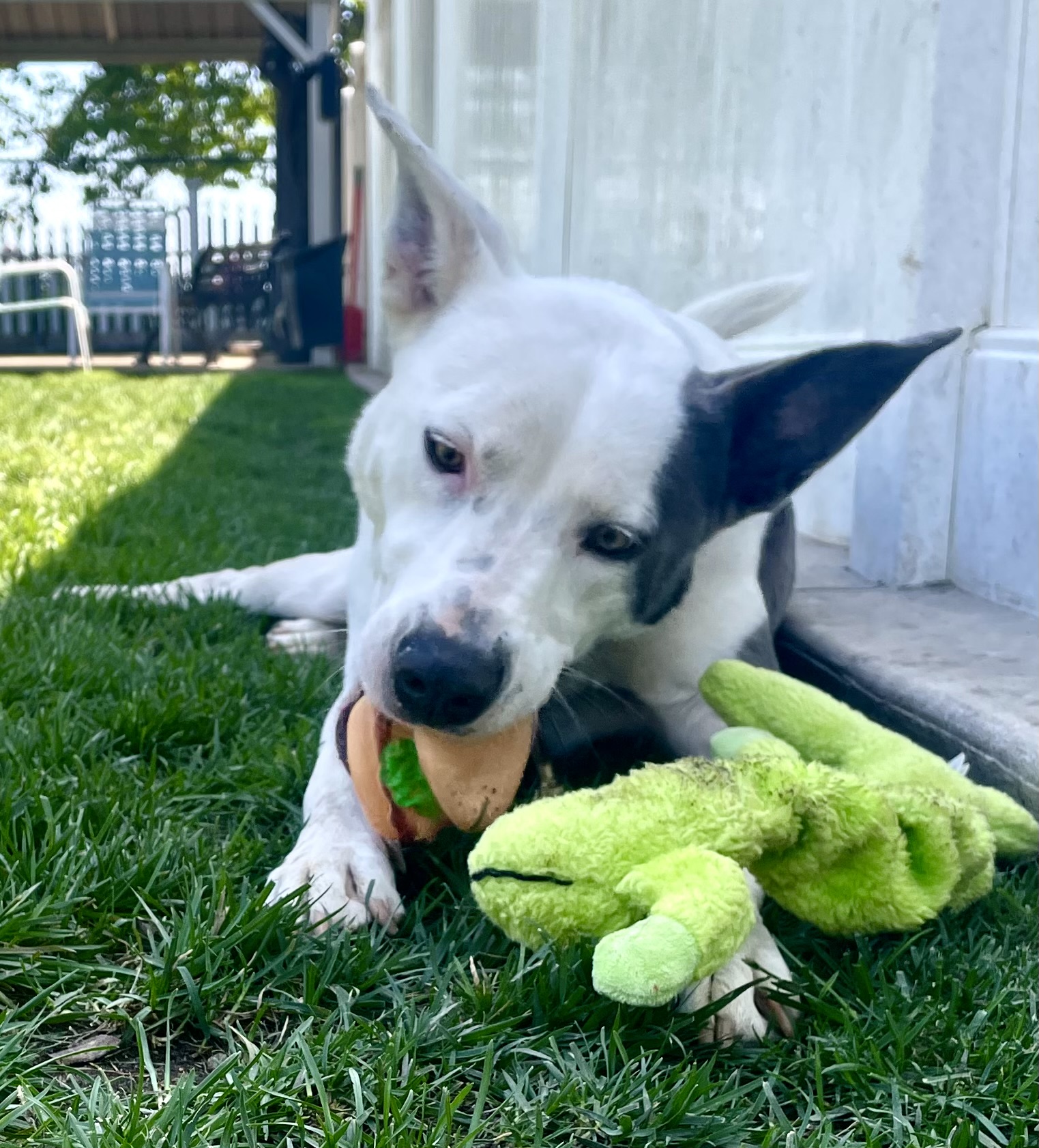 Nikita, a Adoptable mixed breed in Lodi, CA image 6/8