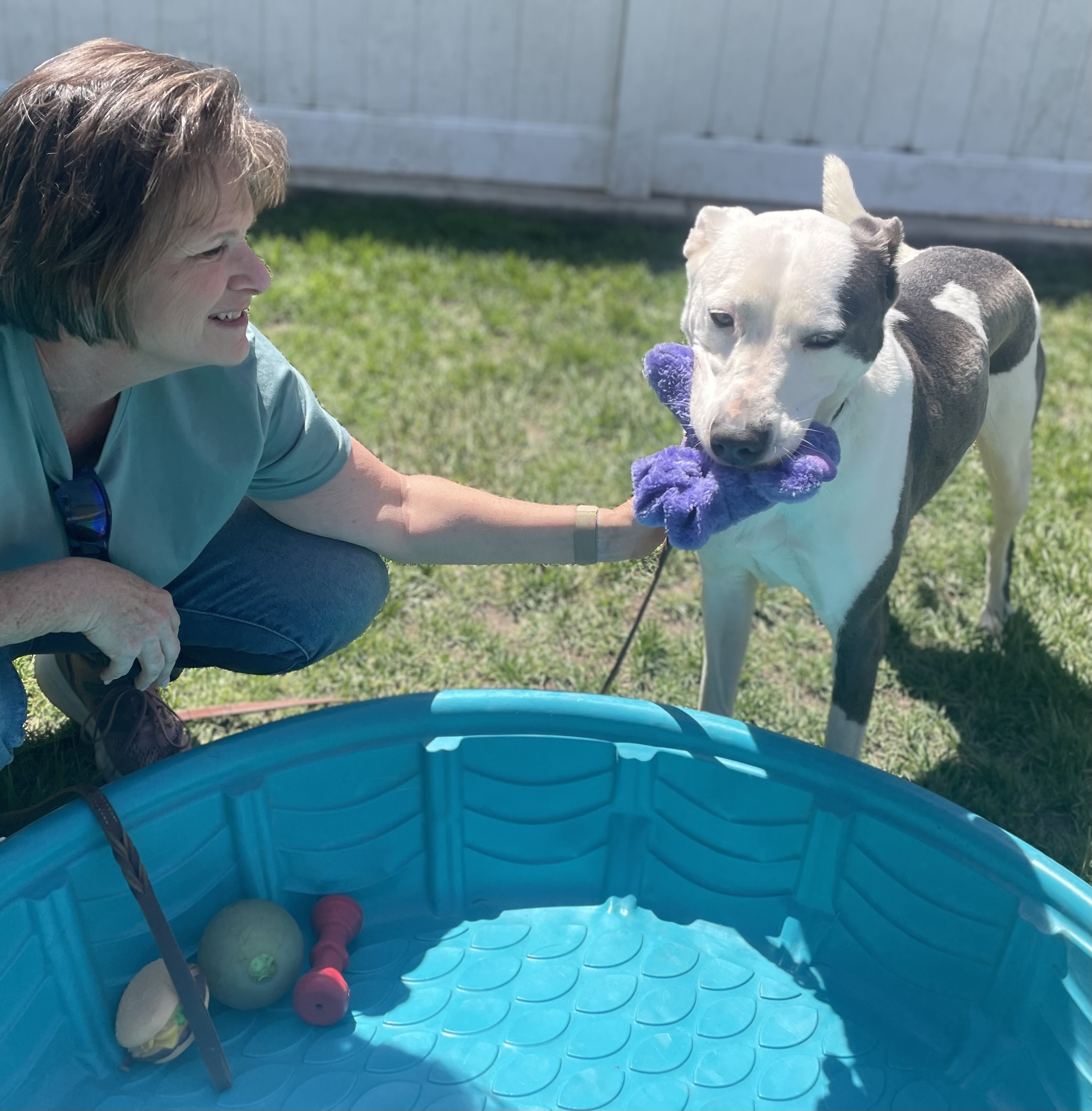 Enlarge Nikita, a Adoptable mixed breed in Lodi, CA image 7/8