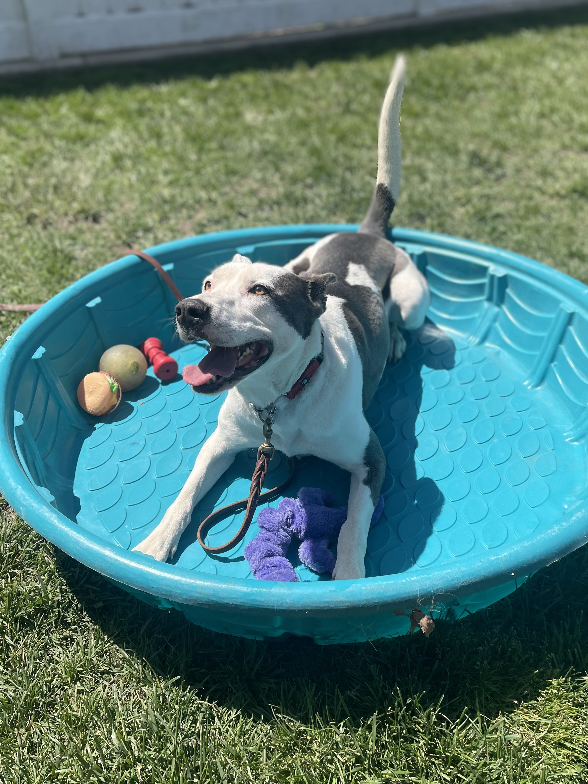 Enlarge Nikita, a Adoptable mixed breed in Lodi, CA image 8/8