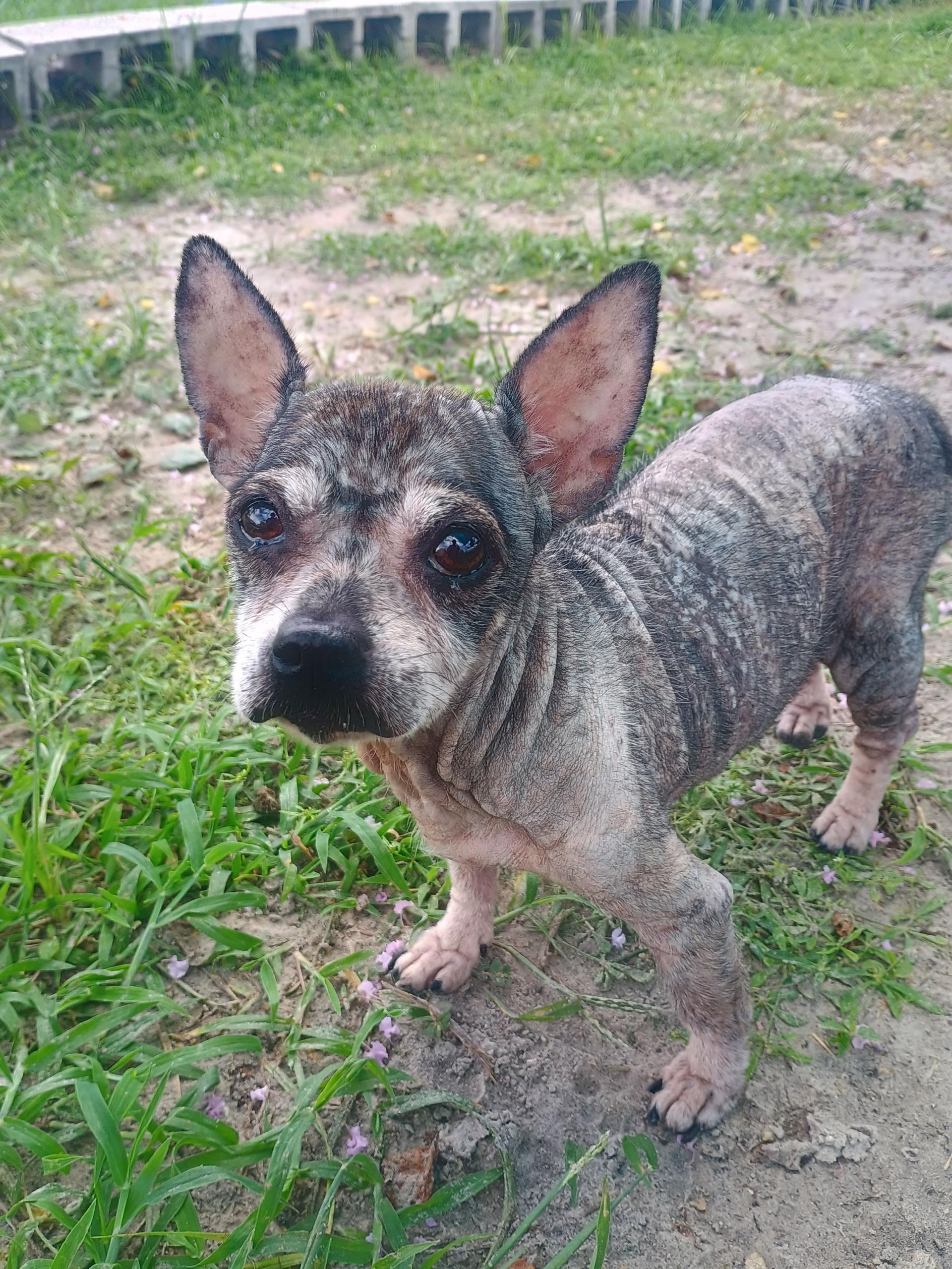 Enlarge Rufosa, a ADOPTABLE mixed breed in New Port Richey, FL image 2/3