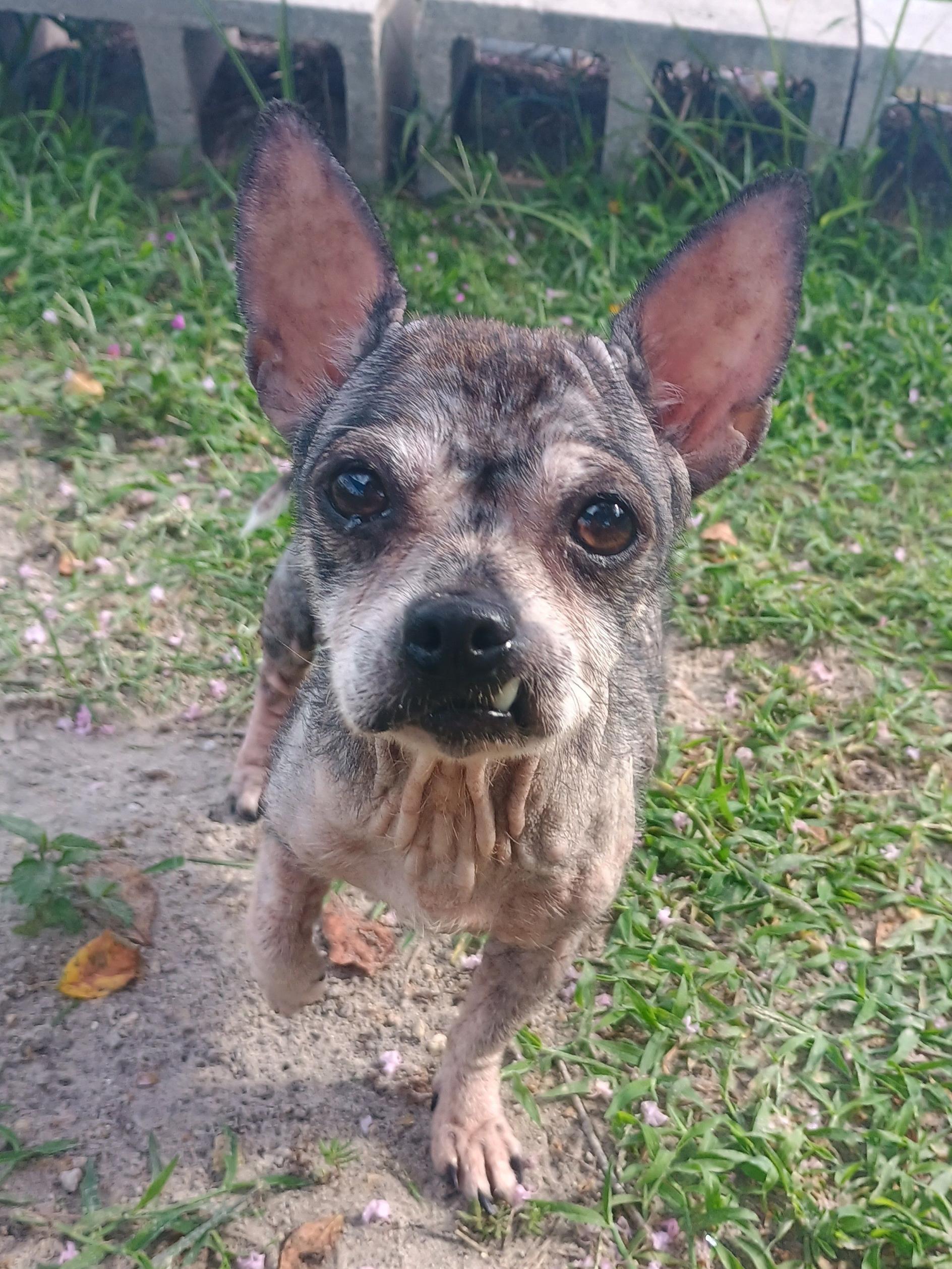 Enlarge Rufosa, a ADOPTABLE mixed breed in New Port Richey, FL image 3/3