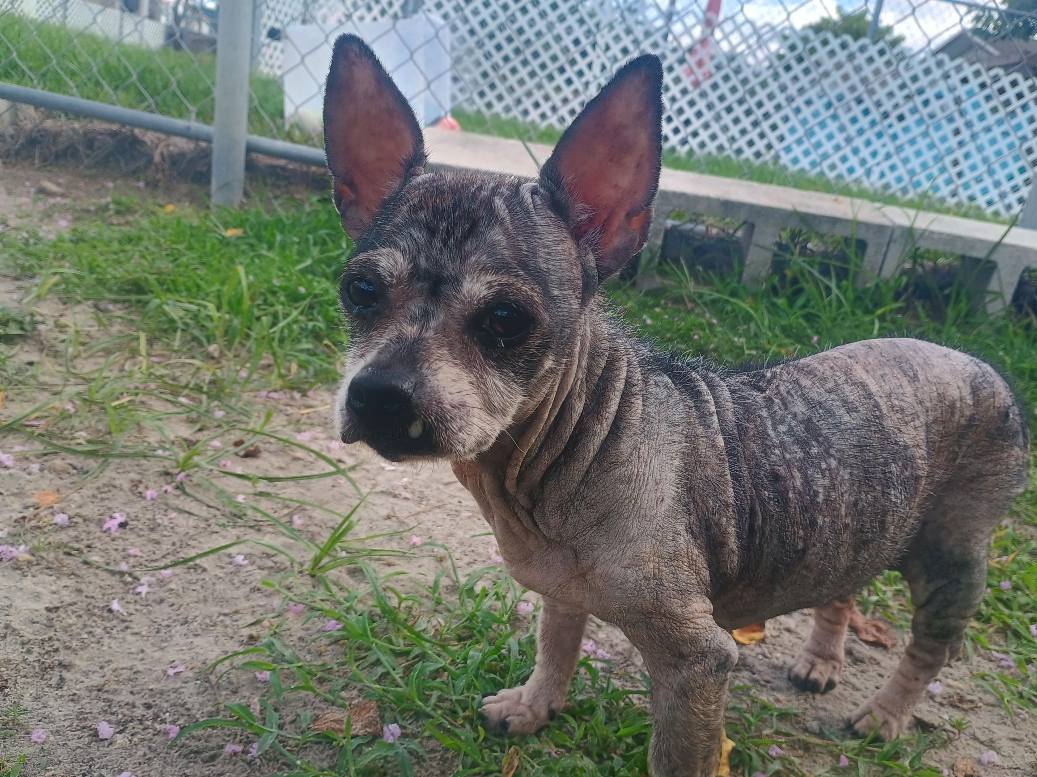 Enlarge Rufosa, a ADOPTABLE mixed breed in New Port Richey, FL image 1/3