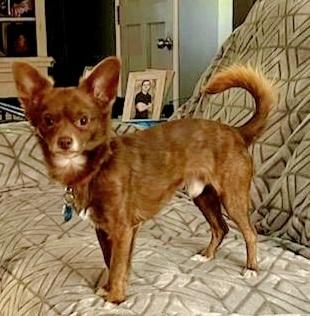 Aries, Adopted, Adult Male Chihuahua & Dachshund.