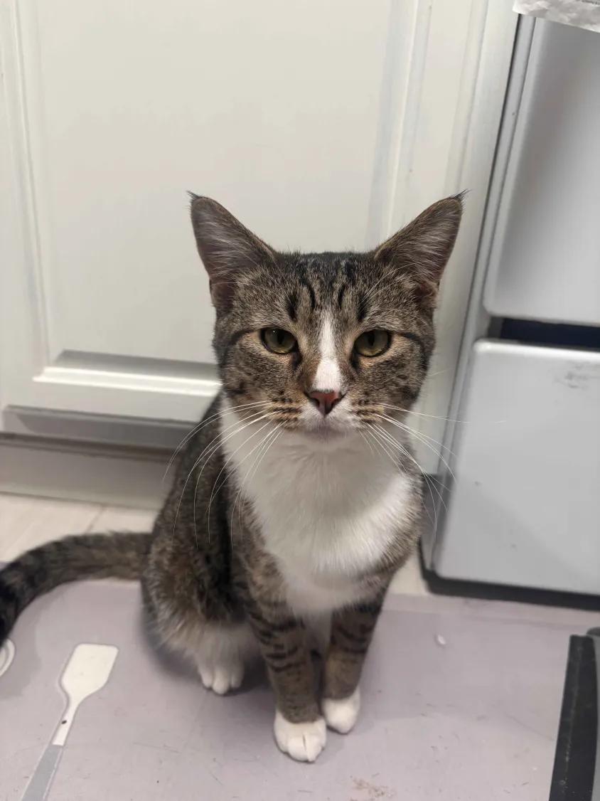 Enlarge Peso Pluma & Nino, a Adoptable Domestic Short Hair in Florham Park, NJ image 5/6