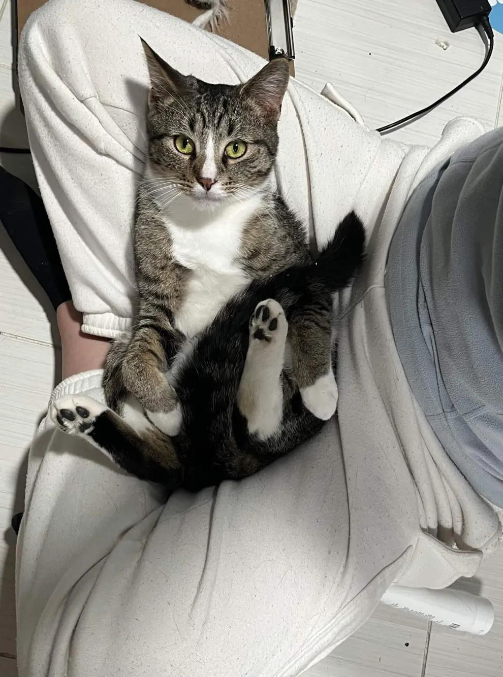 Enlarge Peso Pluma & Nino, a Adoptable Domestic Short Hair in Florham Park, NJ image 1/6