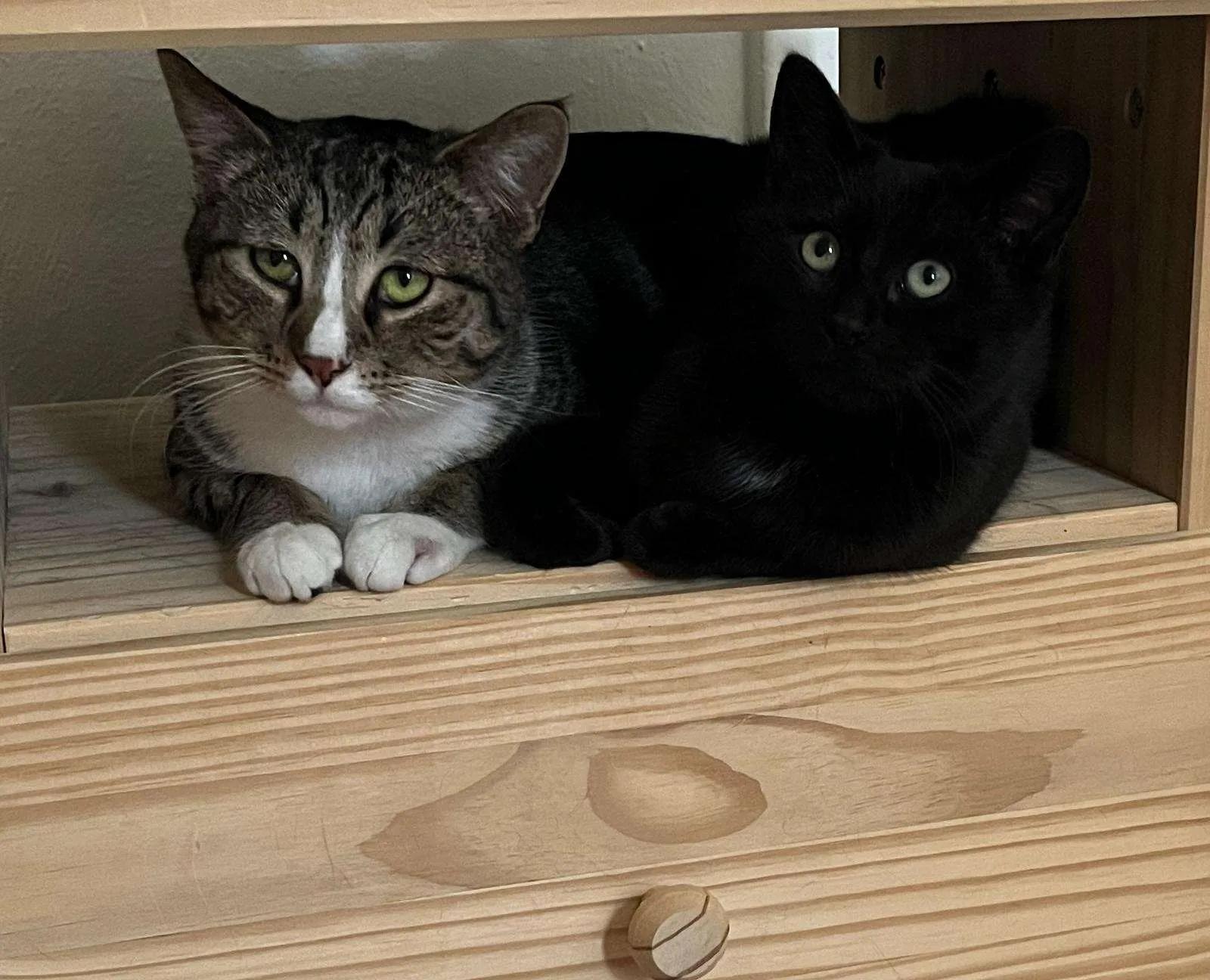 Enlarge Peso Pluma & Nino, a Adoptable Domestic Short Hair in Florham Park, NJ image 2/6