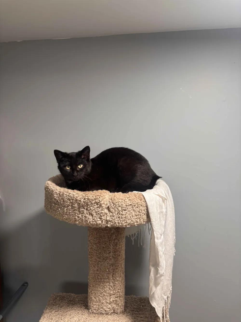 Enlarge Peso Pluma & Nino, a Adoptable Domestic Short Hair in Florham Park, NJ image 3/6