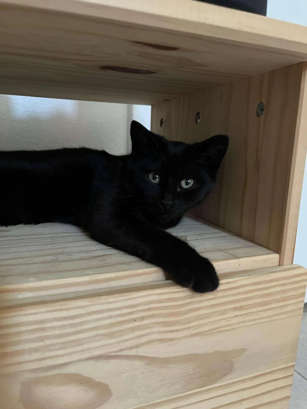 Enlarge Peso Pluma & Nino, a Adoptable Domestic Short Hair in Florham Park, NJ image 6/6