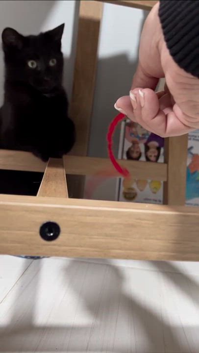 Enlarge Peso Pluma & Nino, a Adoptable Domestic Short Hair in Florham Park, NJ video 4/6