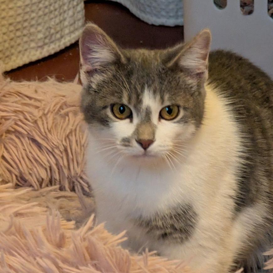 Penne, Adoptable, Young Female Domestic Short Hair.