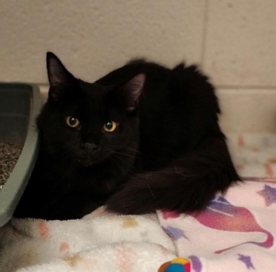 Salem, Adoptable, Young Male Domestic Long Hair.