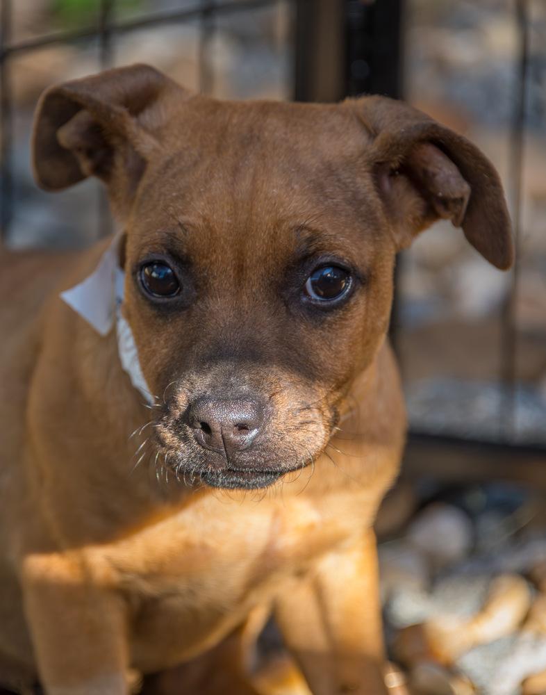 Enlarge Flopsy, a Adoptable Terrier in Marietta, GA image 1/6