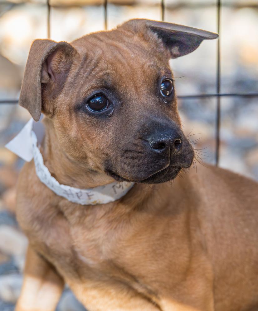 Enlarge Flopsy, a Adoptable Terrier in Marietta, GA image 2/6