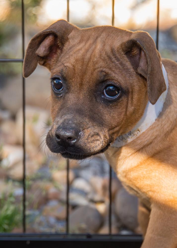 Enlarge Flopsy, a Adoptable Terrier in Marietta, GA image 3/6