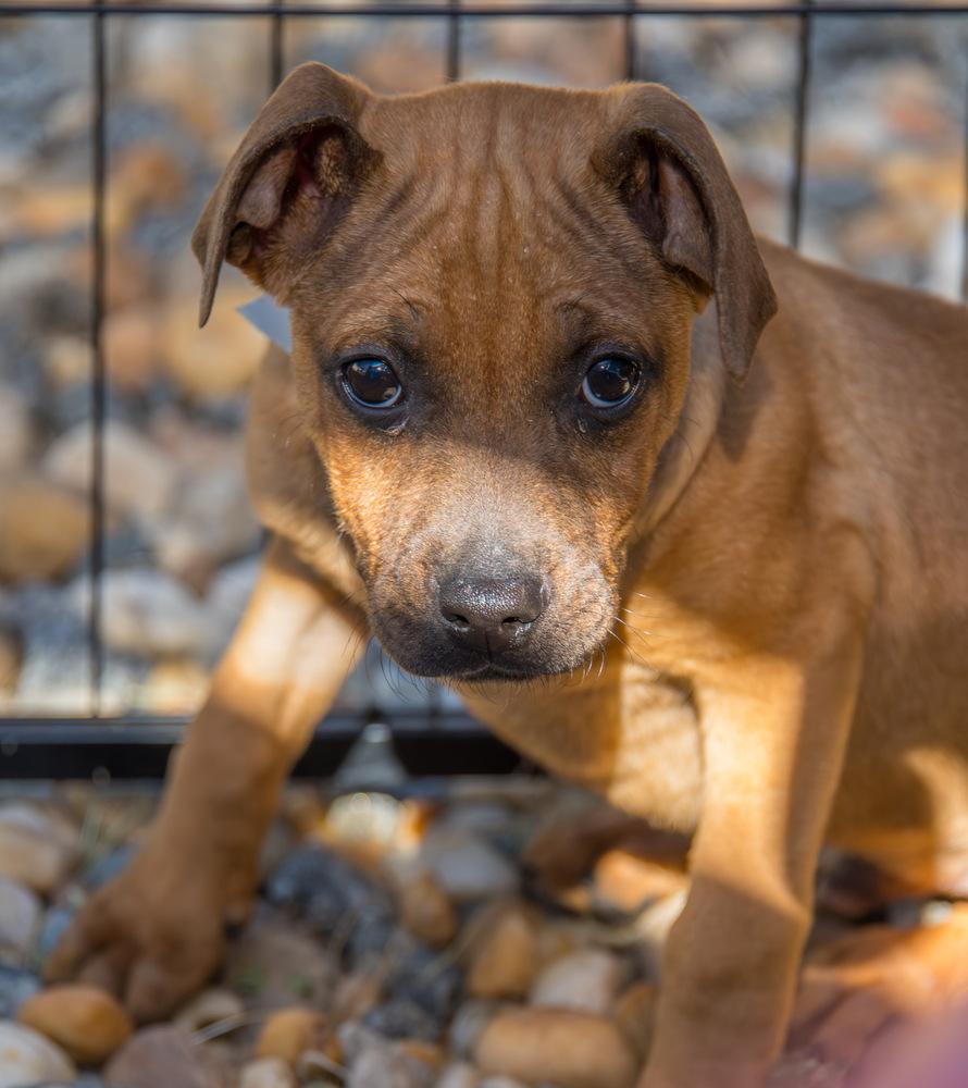 Enlarge Flopsy, a Adoptable Terrier in Marietta, GA image 4/6