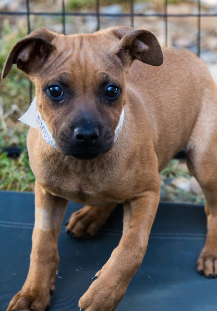 Enlarge Flopsy, a Adoptable Terrier in Marietta, GA image 5/6