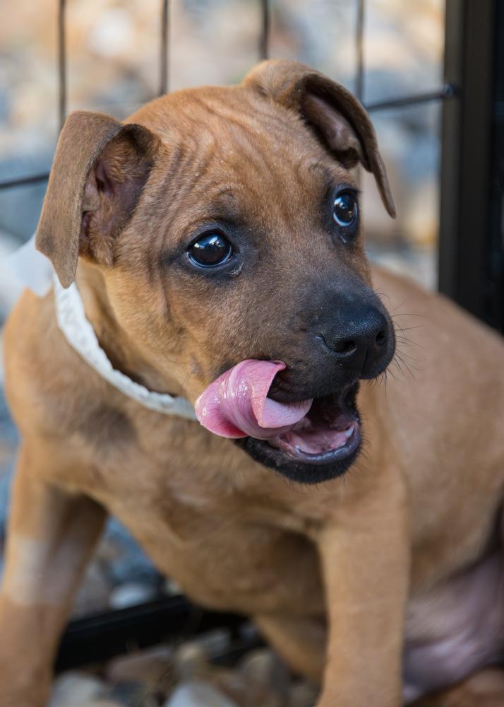 Enlarge Flopsy, a Adoptable Terrier in Marietta, GA image 6/6