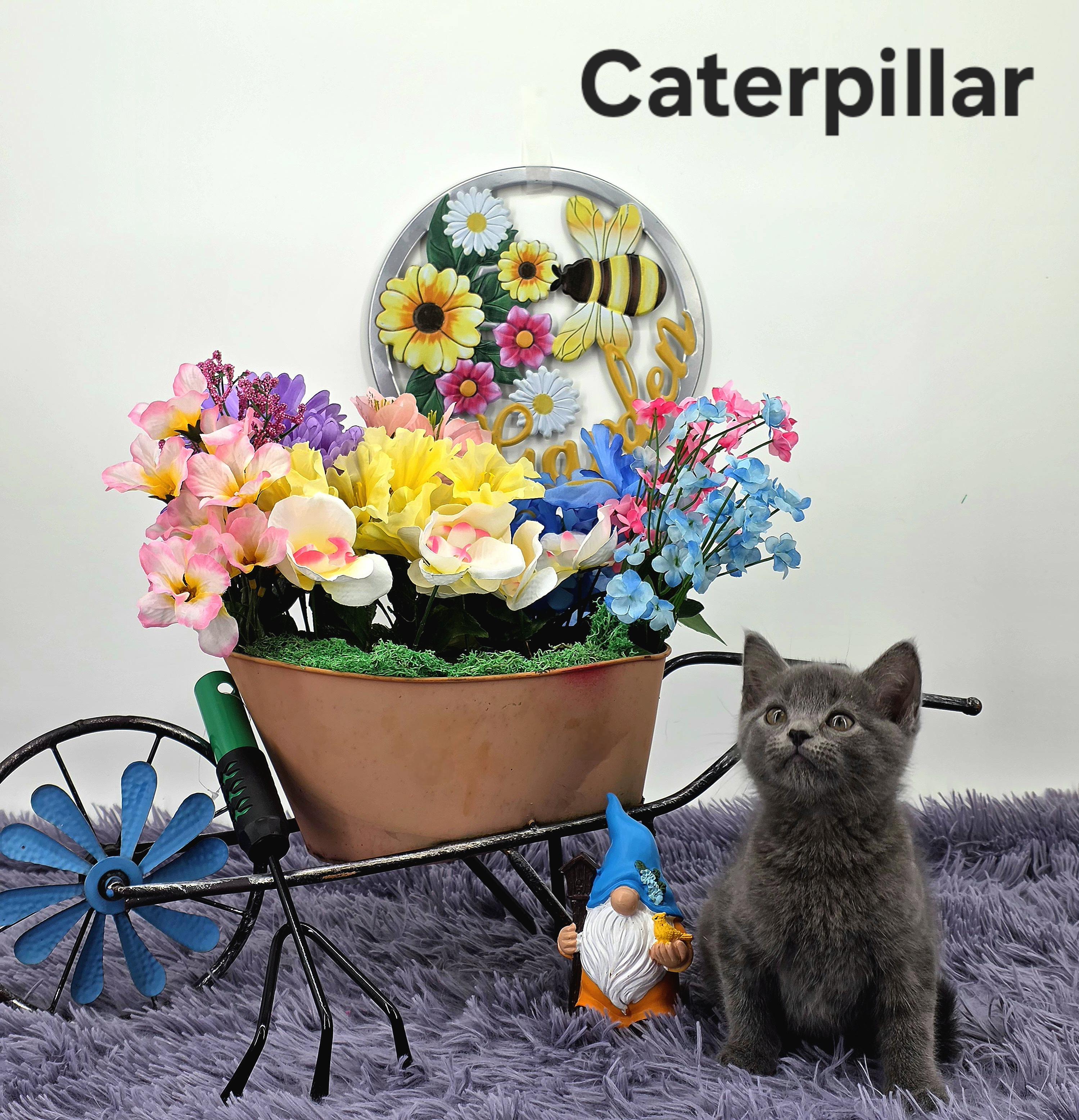 Caterpillar , a Adoptable Domestic Medium Hair in Knoxville, TN image 4/6