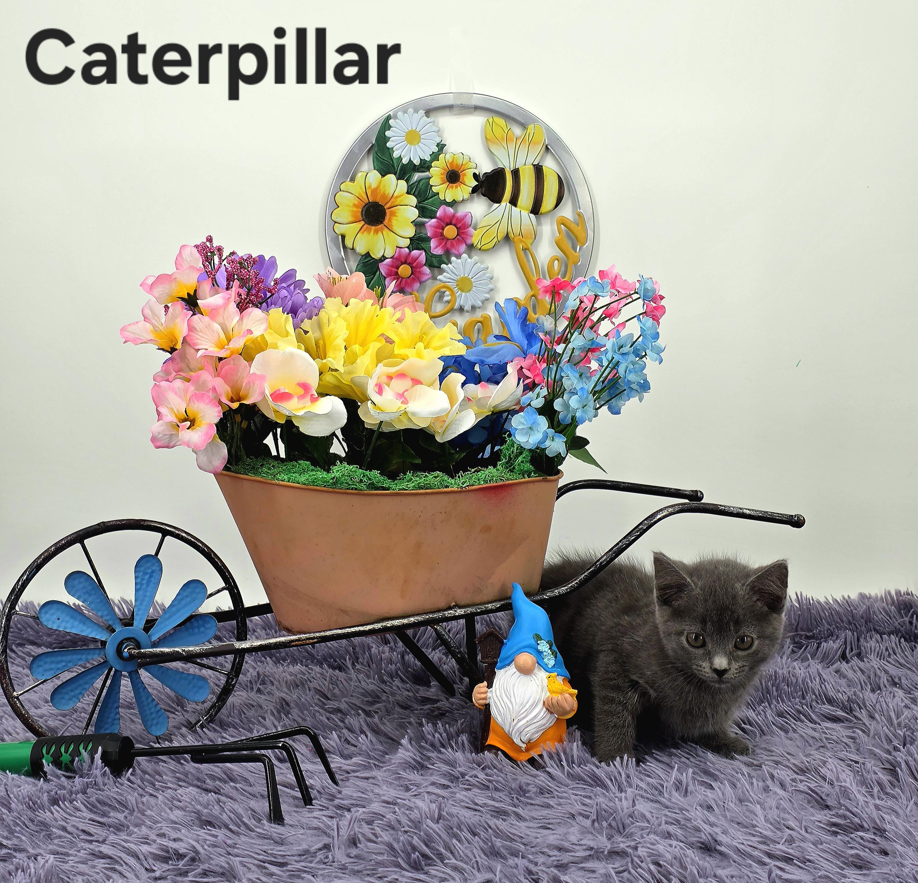 Caterpillar , a Adoptable Domestic Medium Hair in Knoxville, TN image 2/6
