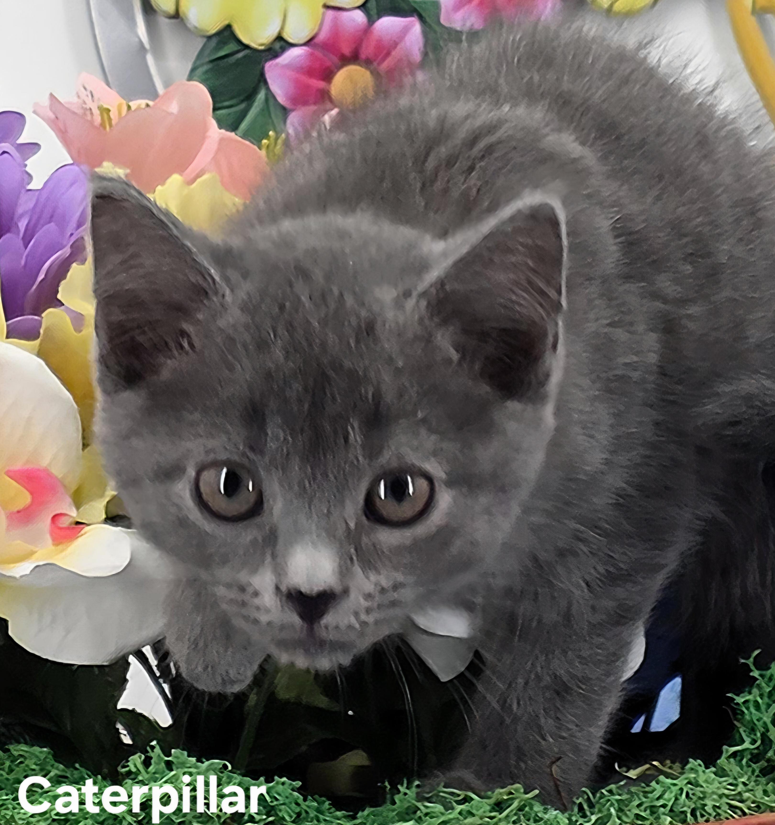 Caterpillar , Adoptable, Kitten Male Domestic Medium Hair.