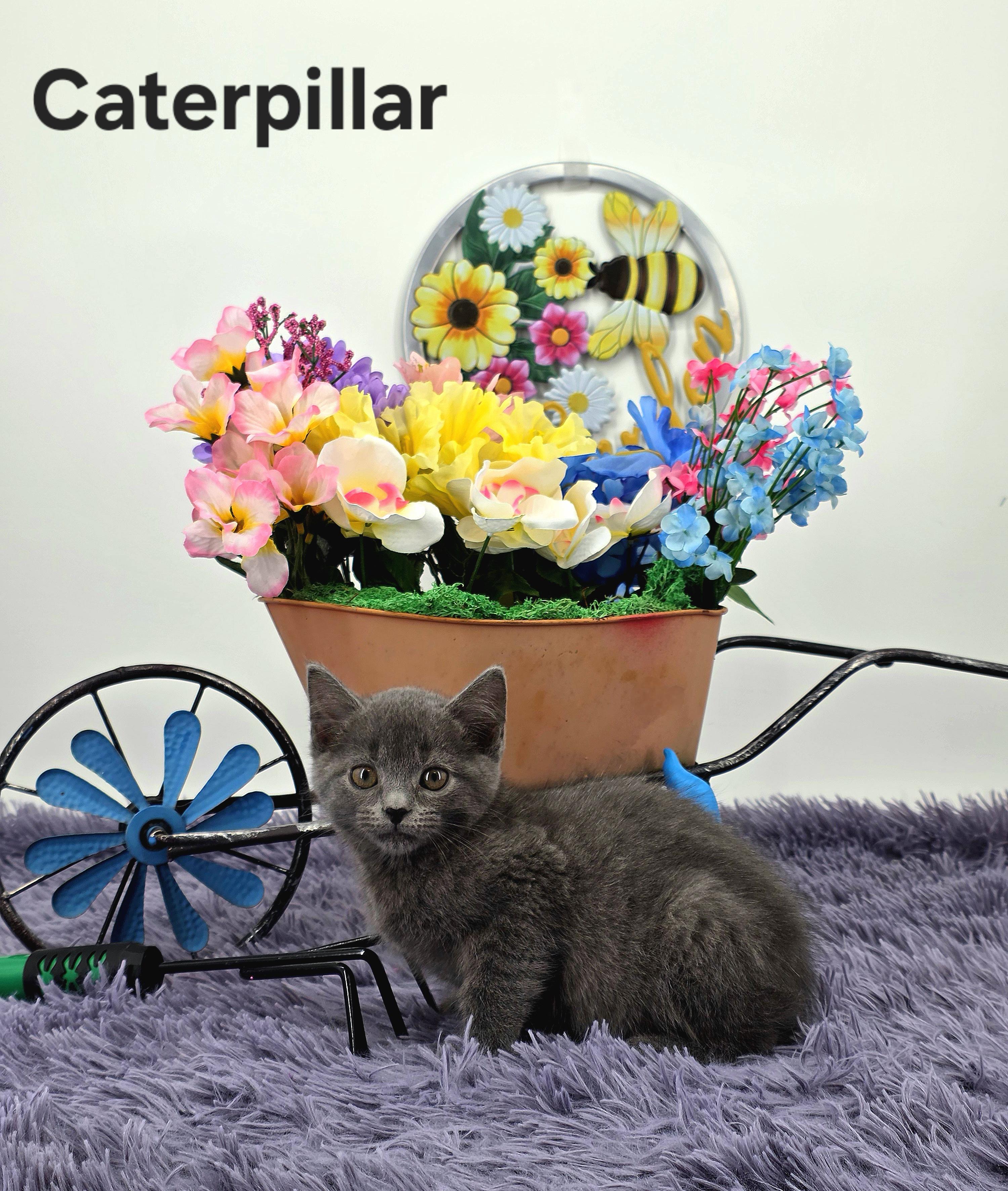 Caterpillar , a Adoptable Domestic Medium Hair in Knoxville, TN image 3/6