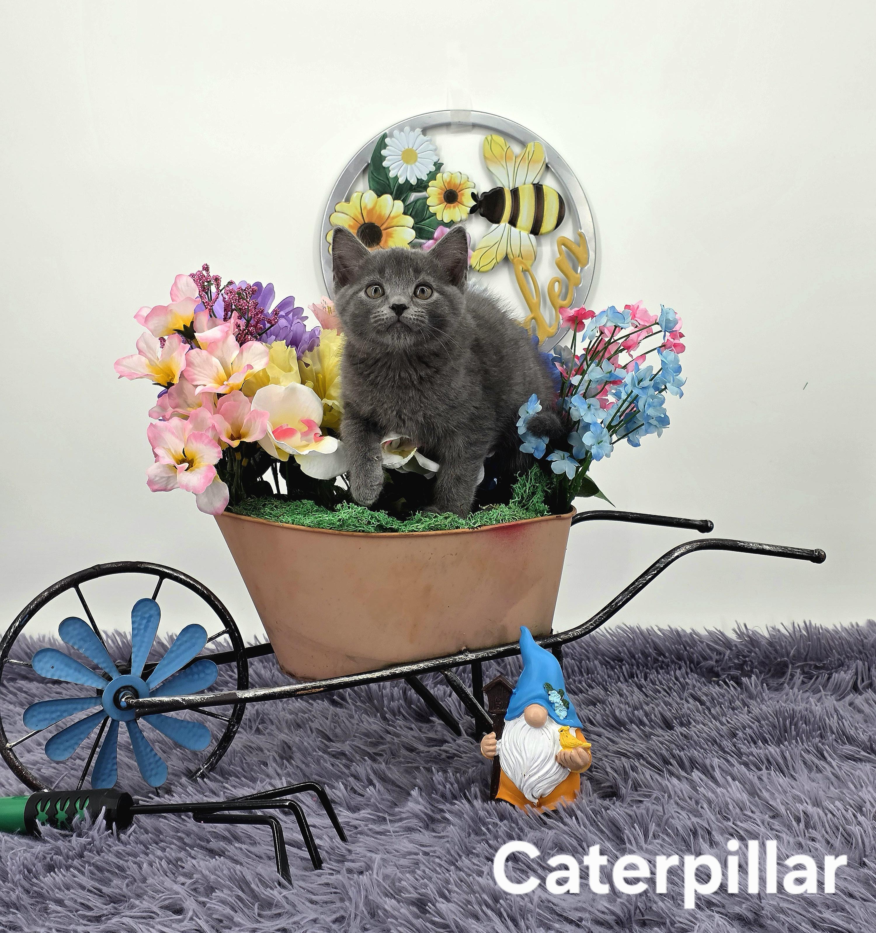 Caterpillar , a Adoptable Domestic Medium Hair in Knoxville, TN image 5/6