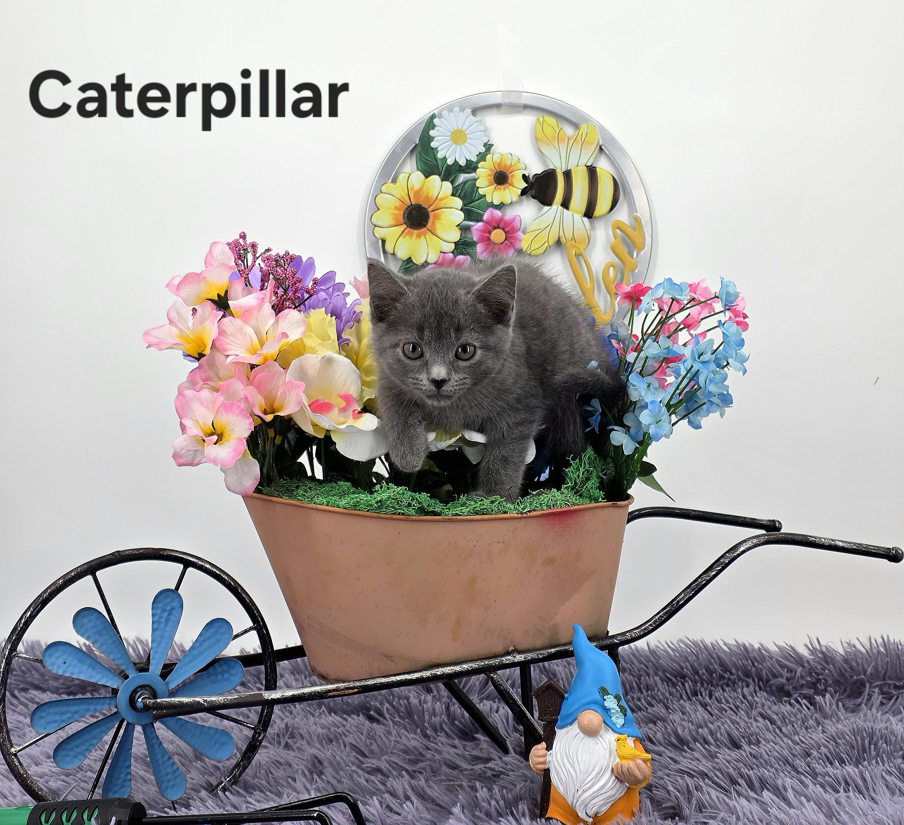 Caterpillar , a Adoptable Domestic Medium Hair in Knoxville, TN image 6/6