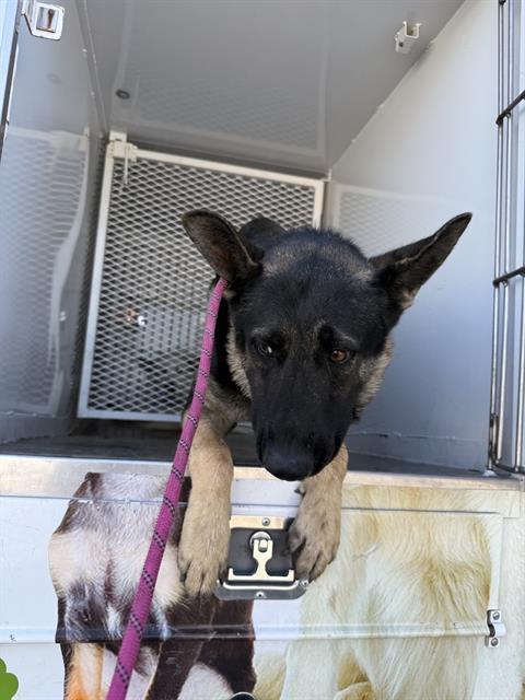 Pumpkin -- URGENT!!! OUT OF TIME!!!