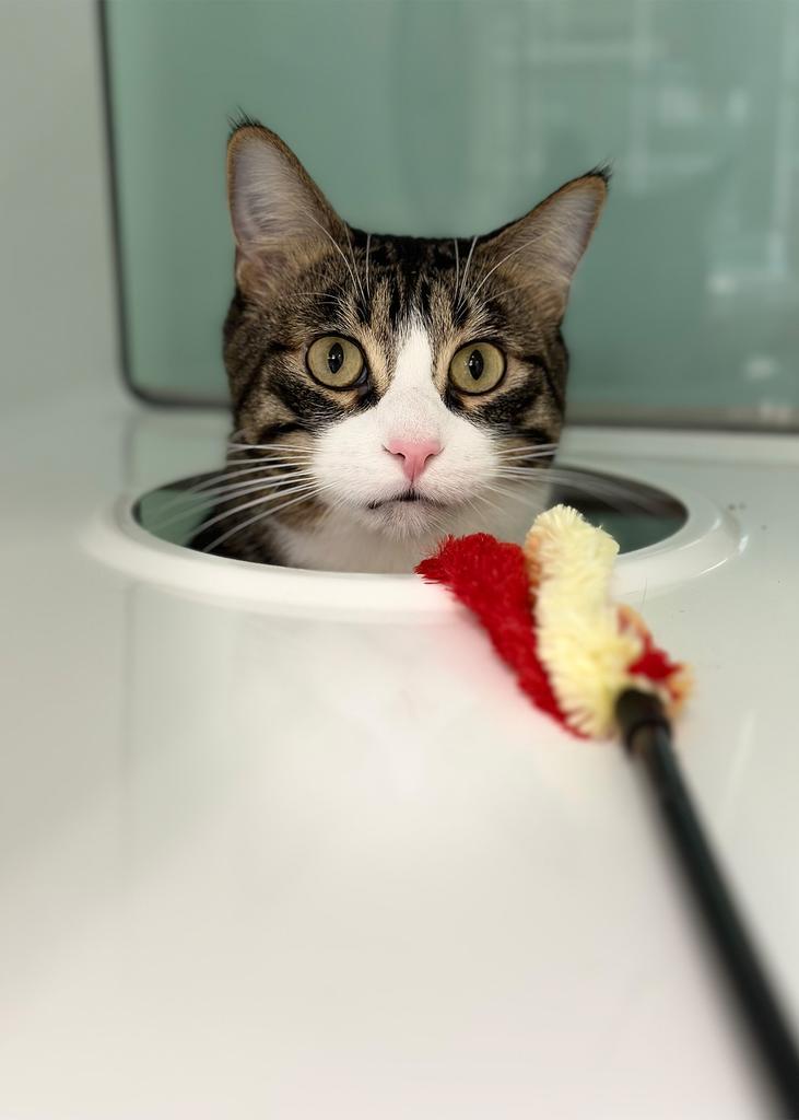 Enlarge Henrie, a Adoptable mixed breed in Saint Paul, MN image 1/2