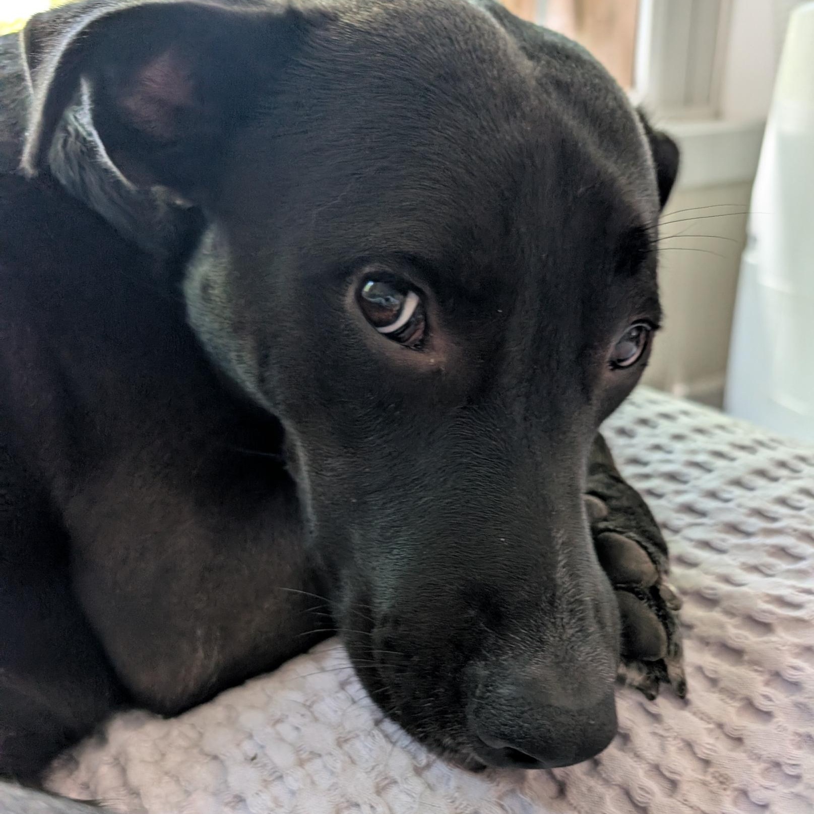 Peppercorn is in Redmond!, Adoptable, Adult Female German Shepherd Dog & Pit Bull Terrier.