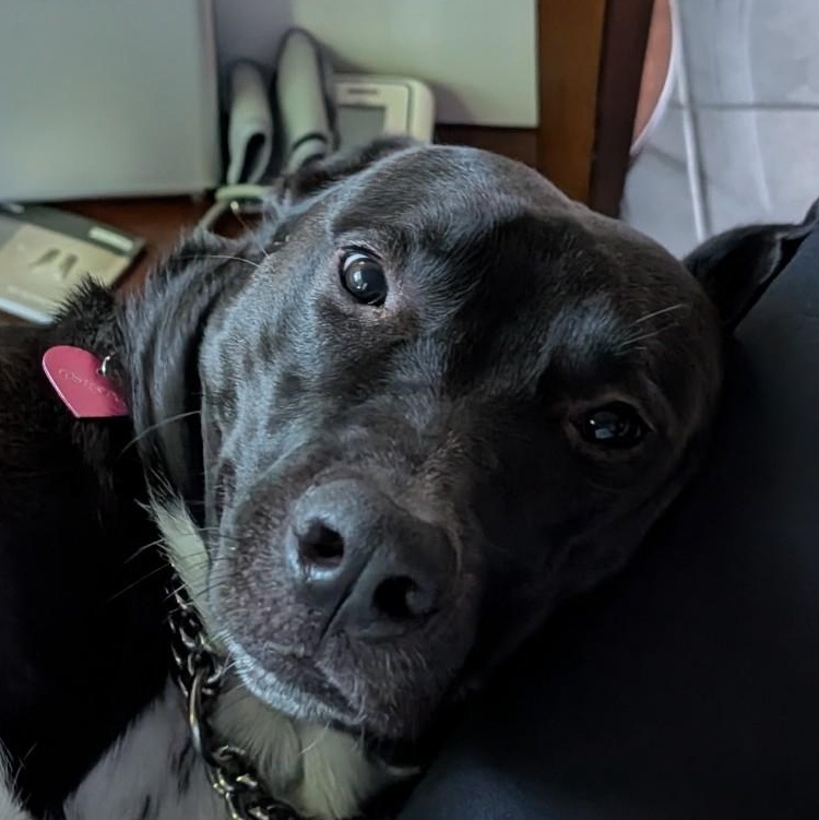 Enlarge Peppercorn is in Redmond!, a Adoptable mixed breed in Redmond, WA image 4/6