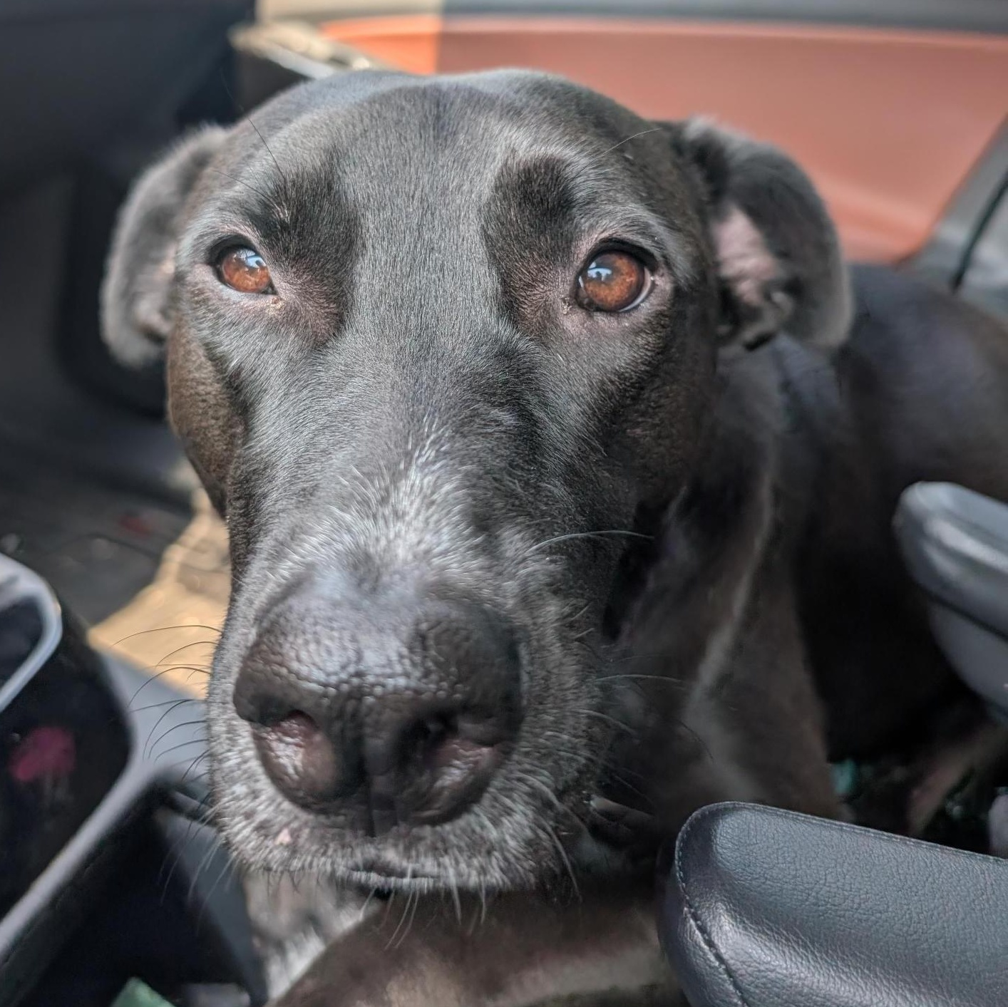 Enlarge Peppercorn is in Redmond!, a Adoptable mixed breed in Redmond, WA image 2/6