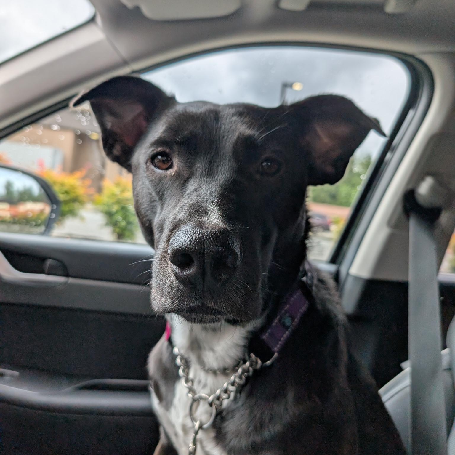 Enlarge Peppercorn is in Redmond!, a Adoptable mixed breed in Redmond, WA image 6/6