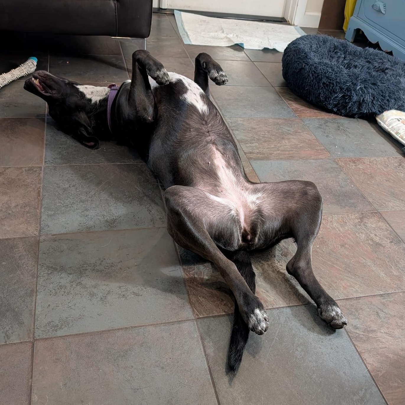 Enlarge Peppercorn is in Redmond!, a Adoptable mixed breed in Redmond, WA image 5/6