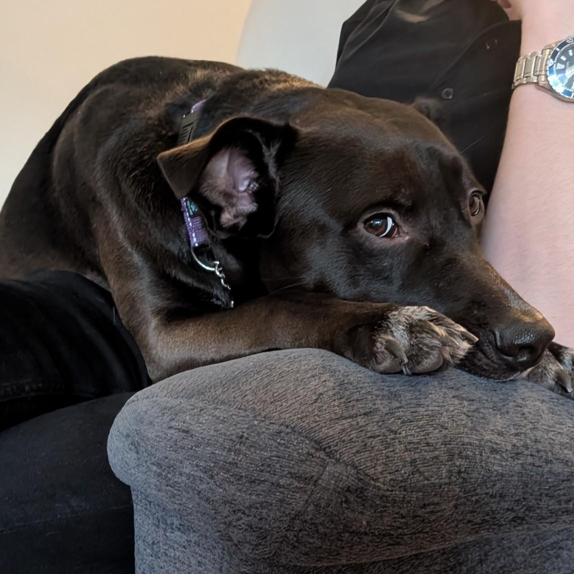 Enlarge Peppercorn is in Redmond!, a Adoptable mixed breed in Redmond, WA image 3/6