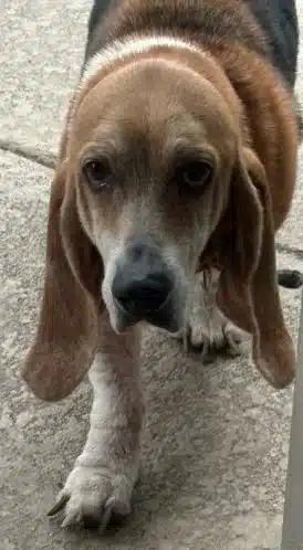 Lucy, a ADOPTABLE Basset Hound in Auburndale, FL image 3/3