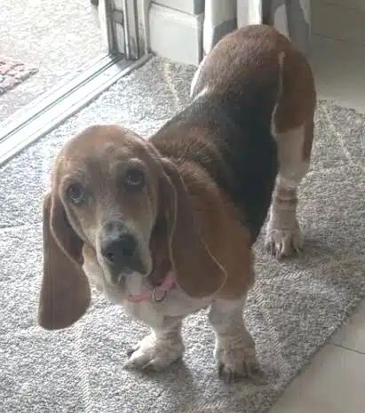 Lucy, ADOPTABLE, Senior Female Basset Hound.