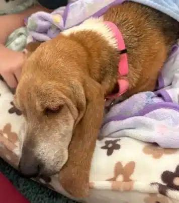 Lucy, a ADOPTABLE Basset Hound in Auburndale, FL image 2/3