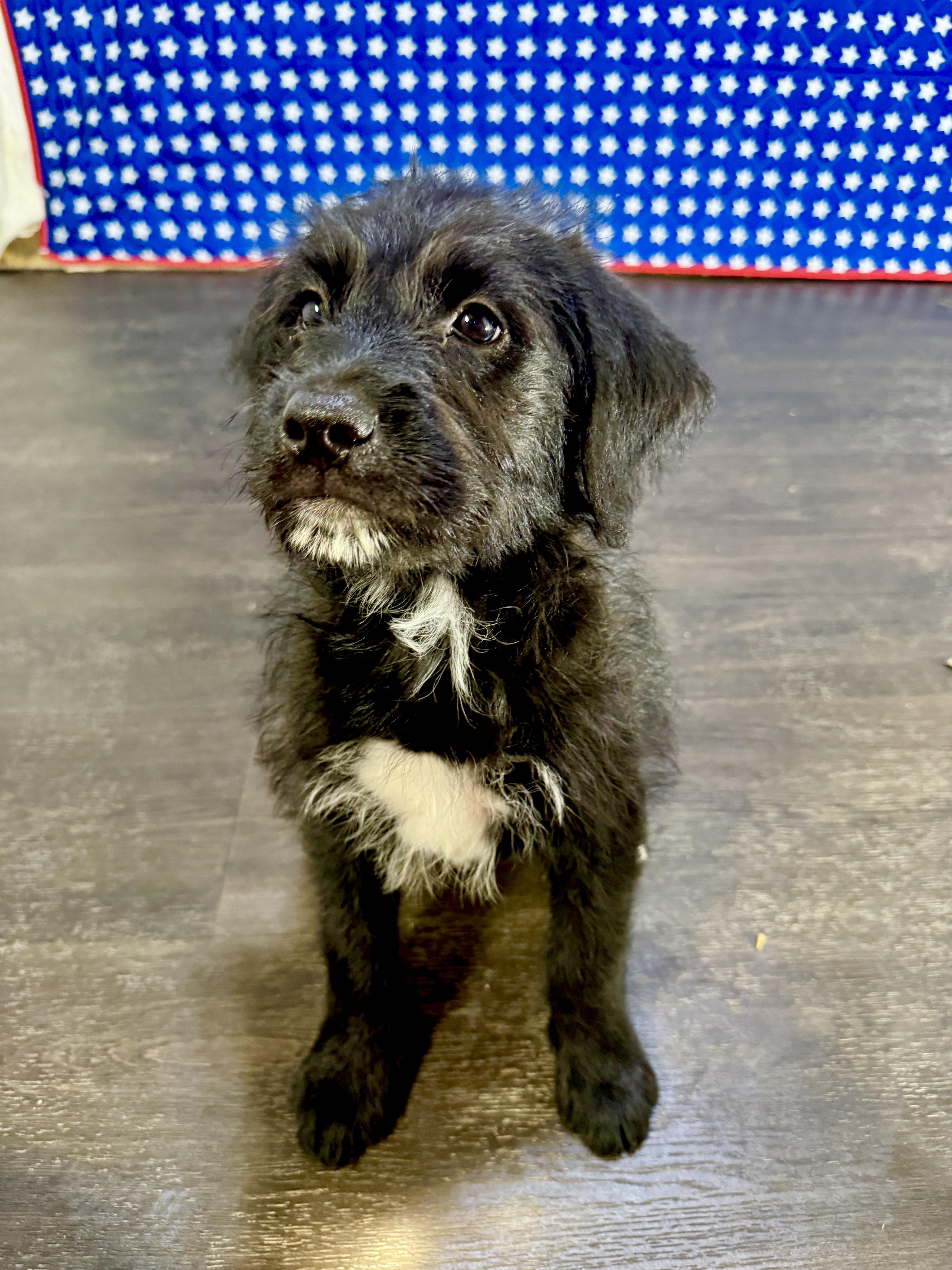 Eleanor, an adopted mixed breed in Stormville, NY image 2/6