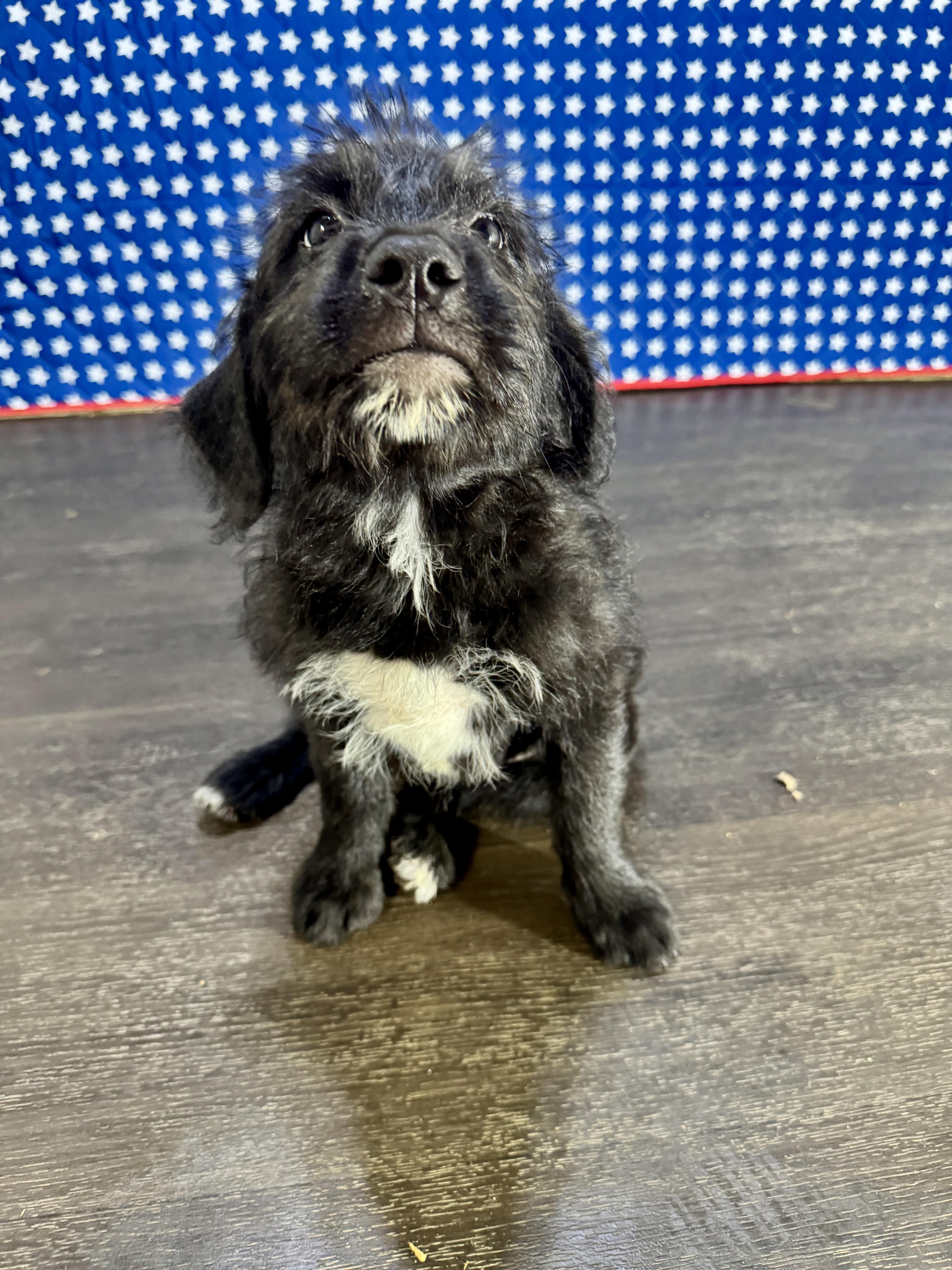 Eleanor, an adopted mixed breed in Stormville, NY image 5/6