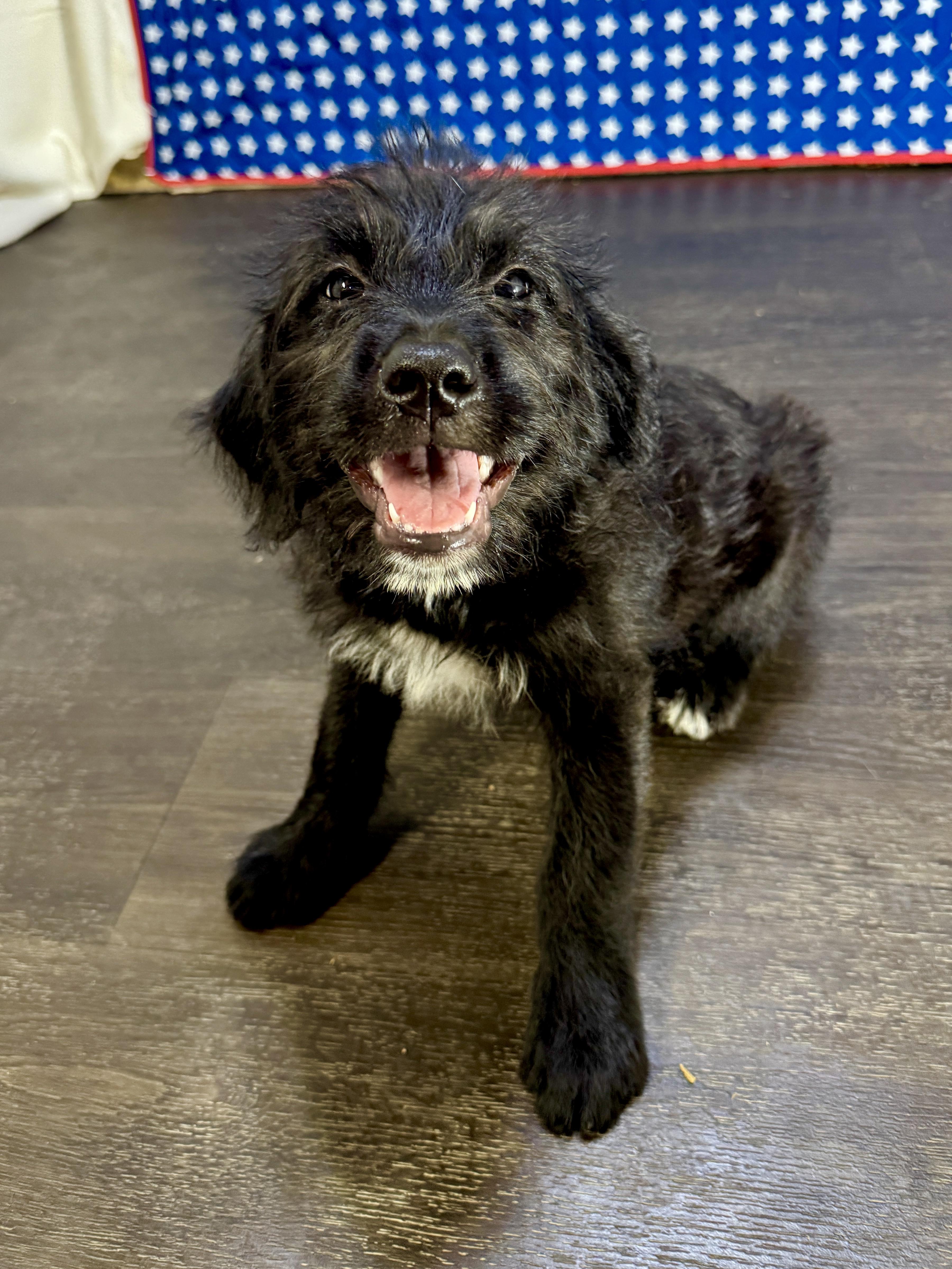 Eleanor, an adopted mixed breed in Stormville, NY image 3/6