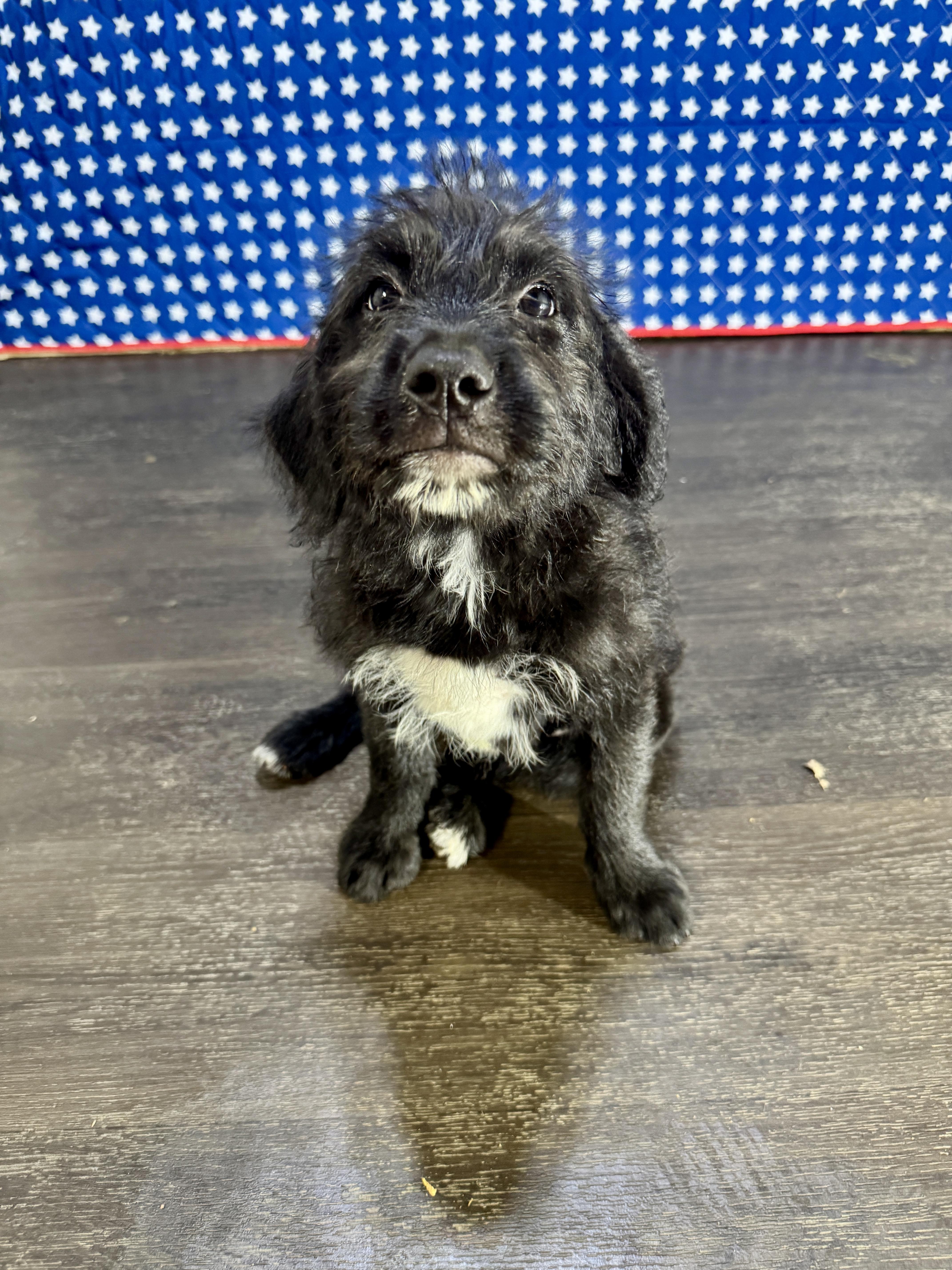 Eleanor, an adopted mixed breed in Stormville, NY image 4/6