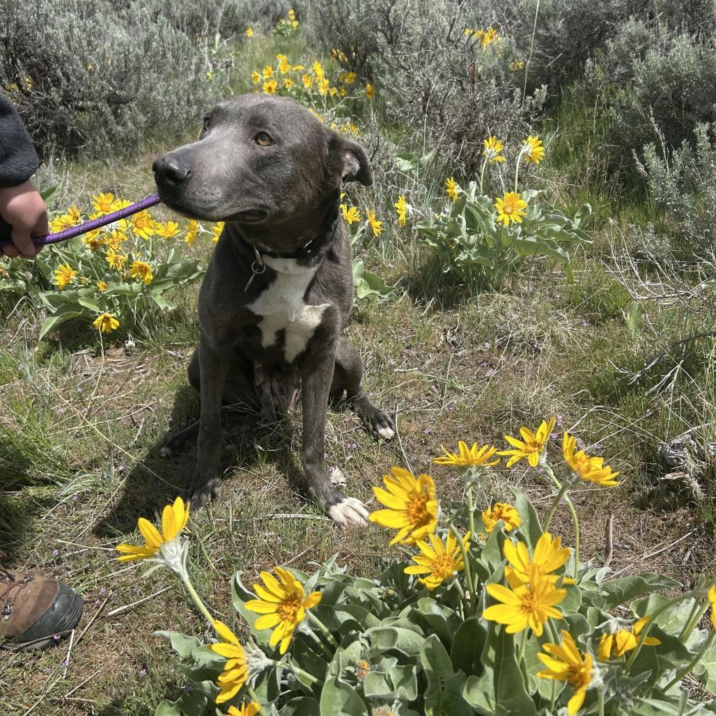 Enlarge Kiara, a Adoptable mixed breed in Salt Lake City, UT image 1/6
