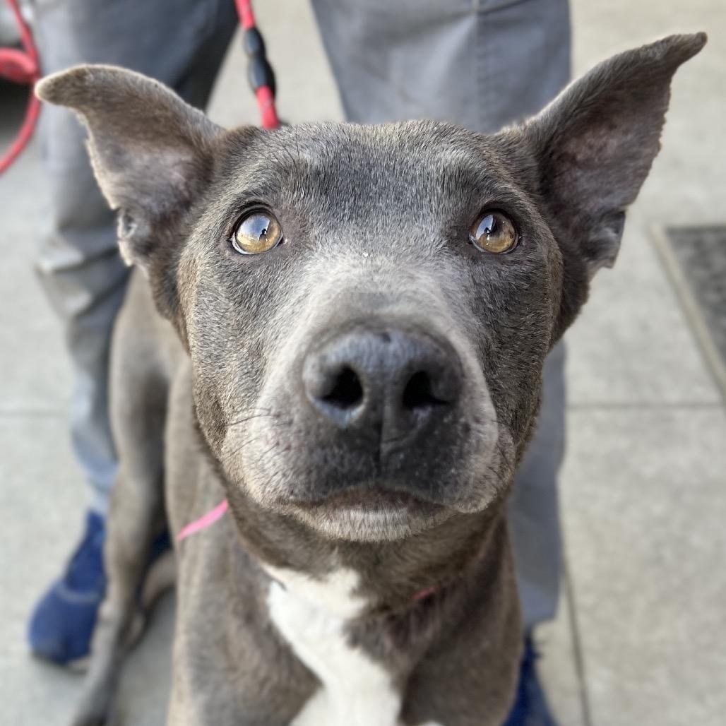 Enlarge Kiara, a Adoptable mixed breed in Salt Lake City, UT image 2/6