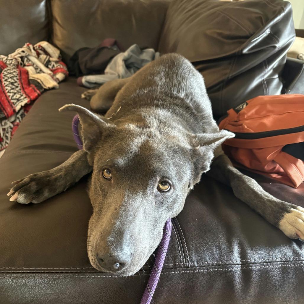 Enlarge Kiara, a Adoptable mixed breed in Salt Lake City, UT image 3/6