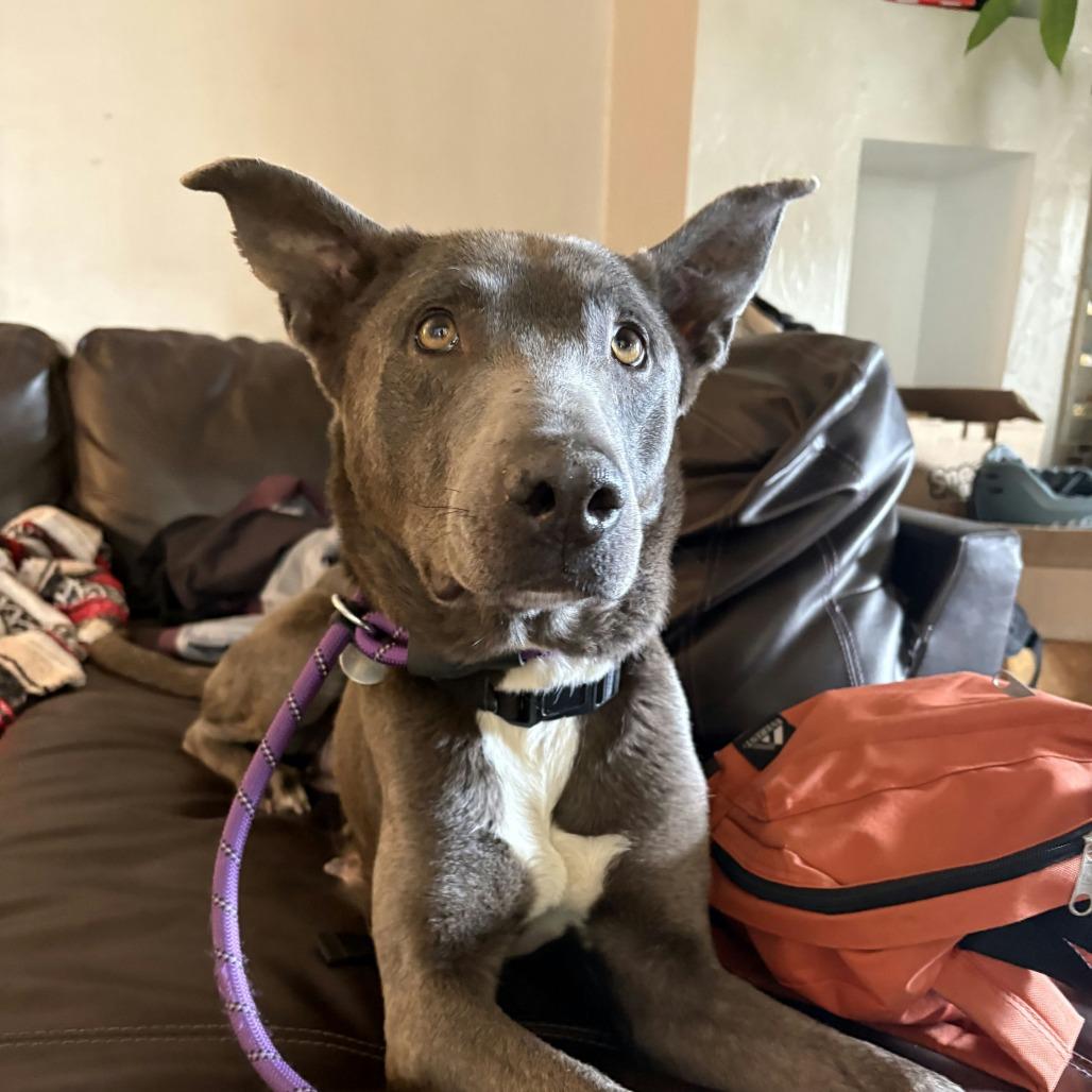 Enlarge Kiara, a Adoptable mixed breed in Salt Lake City, UT image 4/6