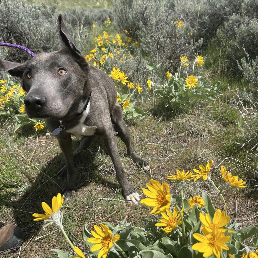 Enlarge Kiara, a Adoptable mixed breed in Salt Lake City, UT image 6/6